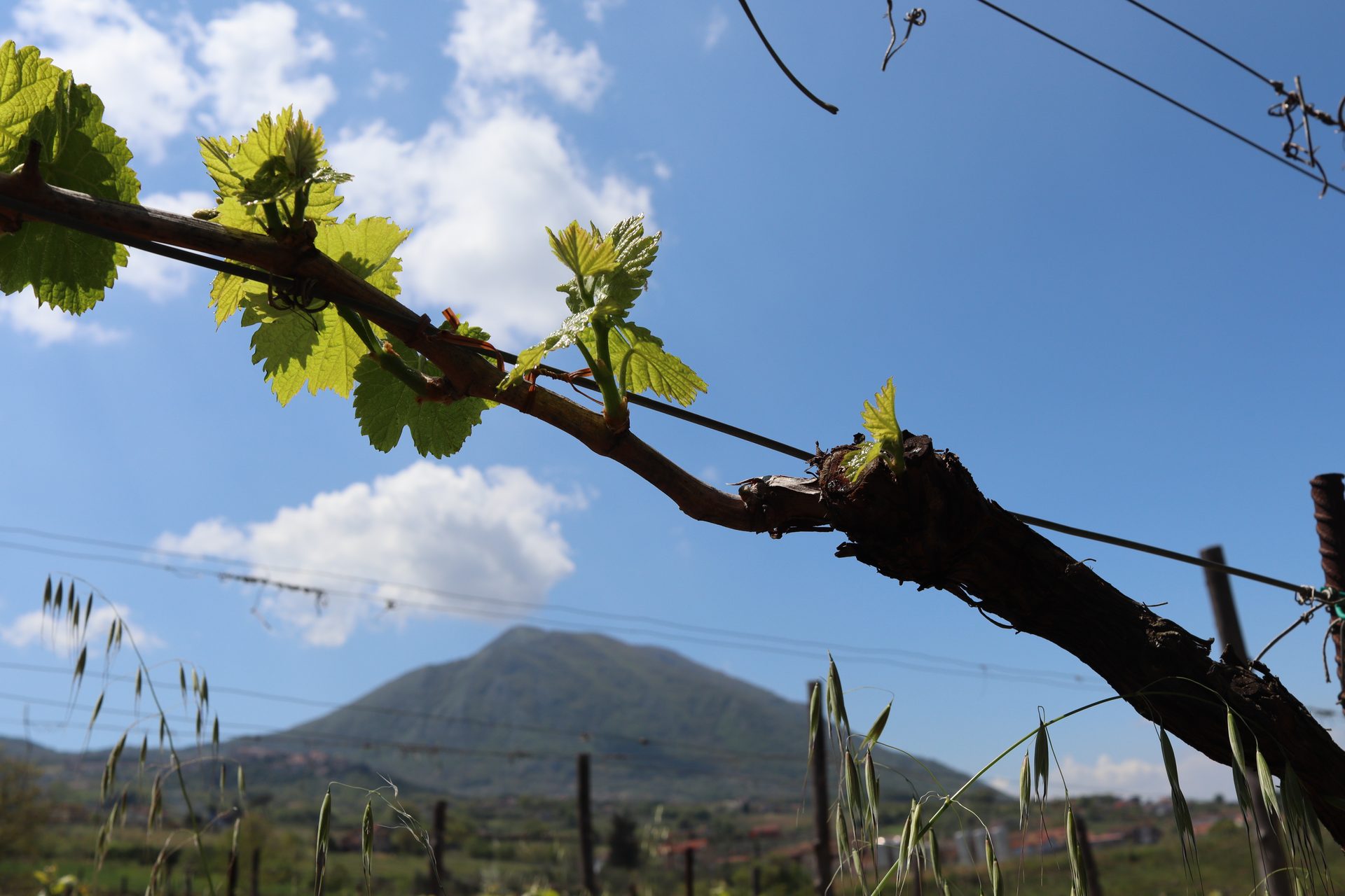 Tralcio di vite — Cantina Fusco Libero, Torrecuso